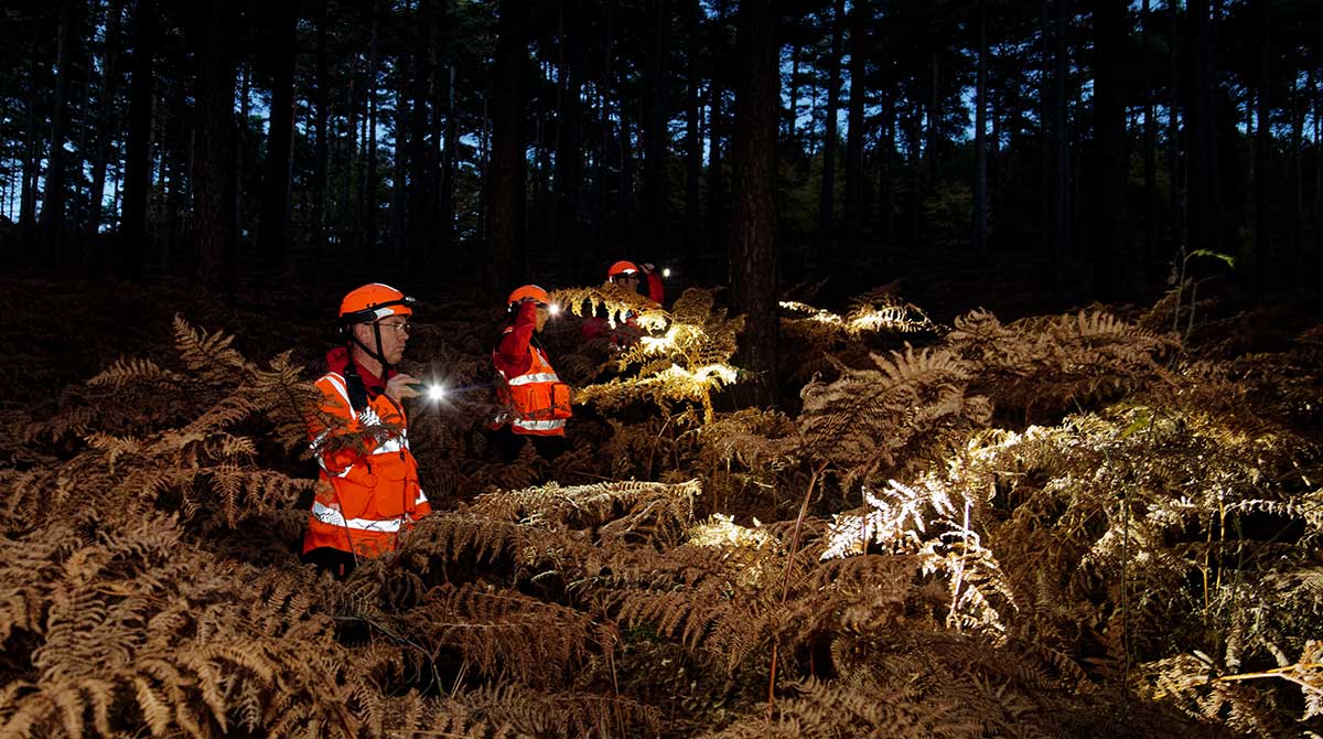 Searching the forest at night using torches